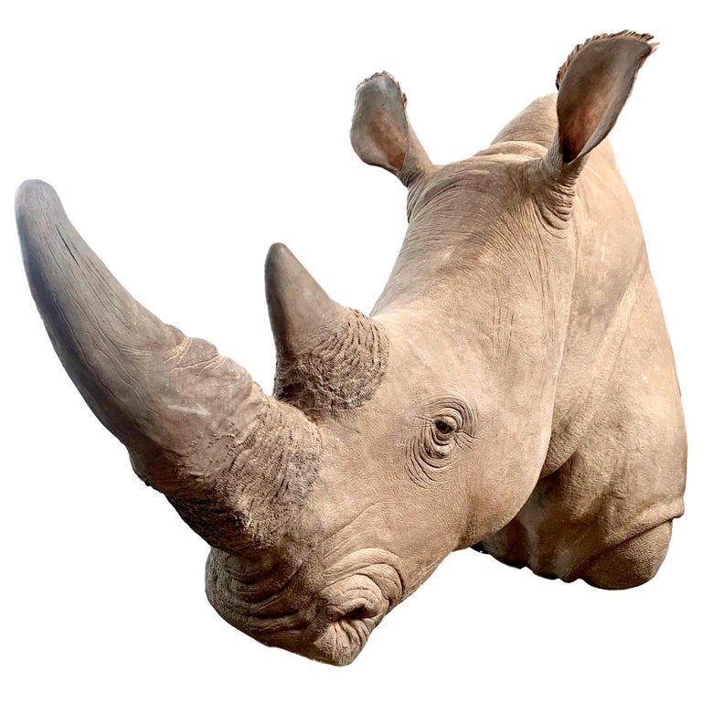 LifeSize Rhino Mount Replica For Sale at 1stdibs