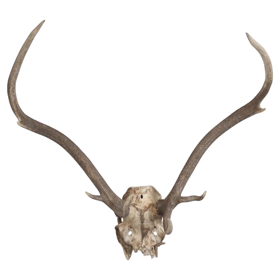 Deer Antler Mount from France For Sale