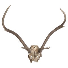 Antique Deer Antler Mount from France
