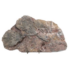Scyhocrinus Elegans or Crinoid Fossil from Morocco 450 Million Years Old
