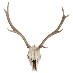 Deer Antler 8-Point Mount from Southern France c1960's