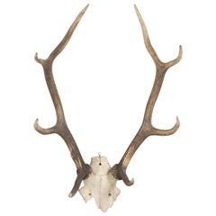 Antler 8-Point Mount from Southwestern France Circa 1960's
