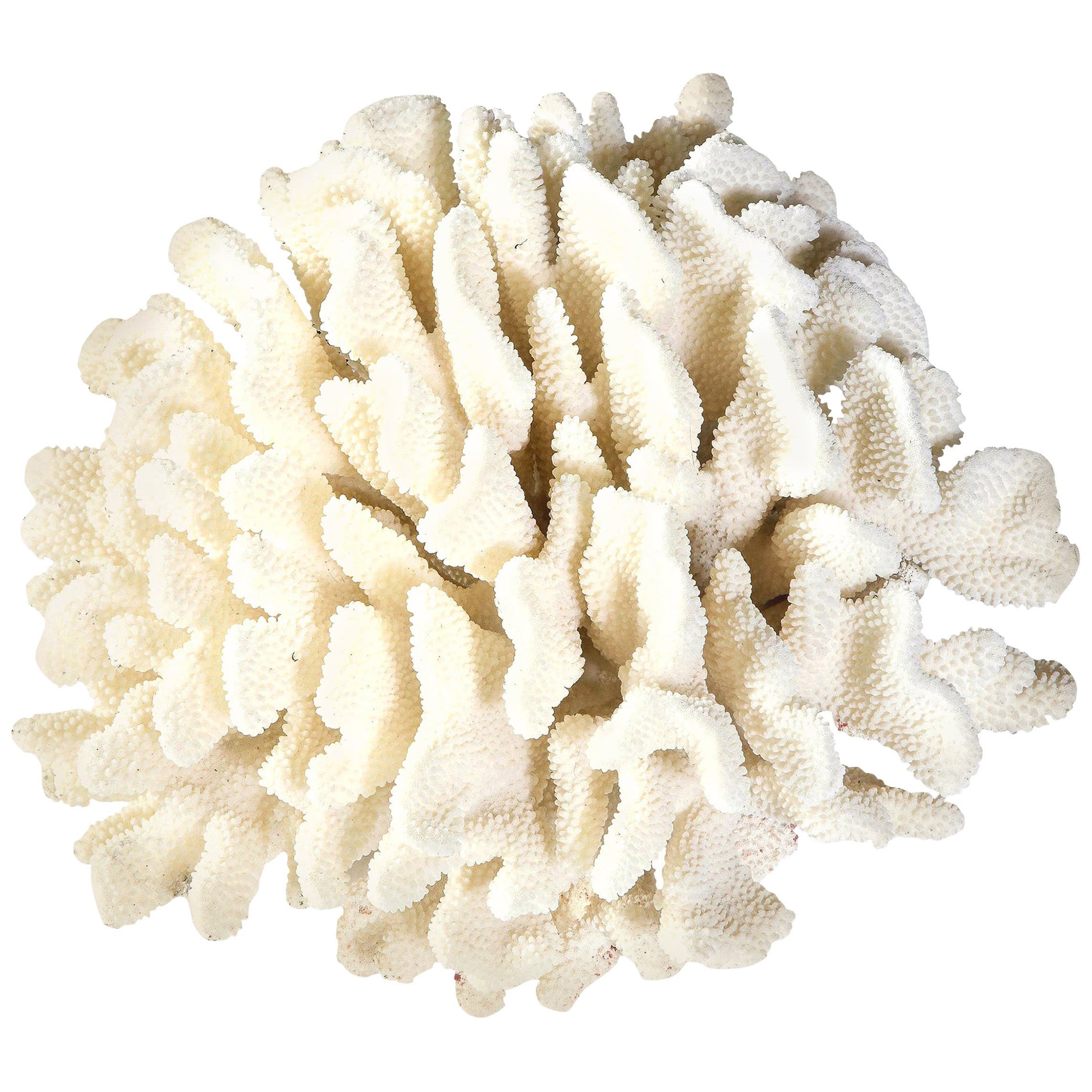 Large Blue Coral For Sale at 1stDibs