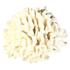 Coral, White, Very Good Condition, Large Decorative Coral, C 1970, Large Scale