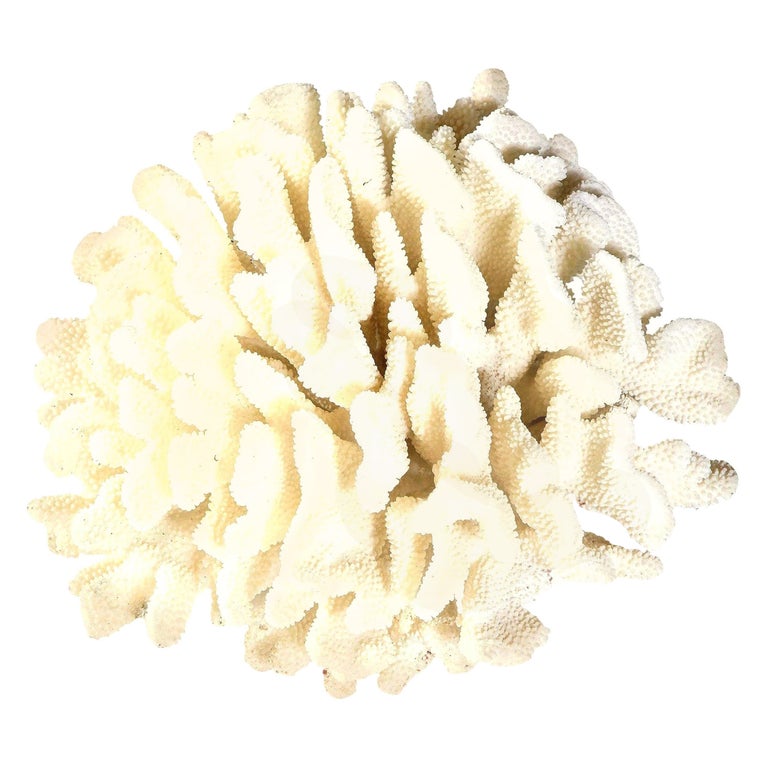 Coral, White, Very Good Condition, Large Decorative Coral, C 1970, Large Scale For Sale