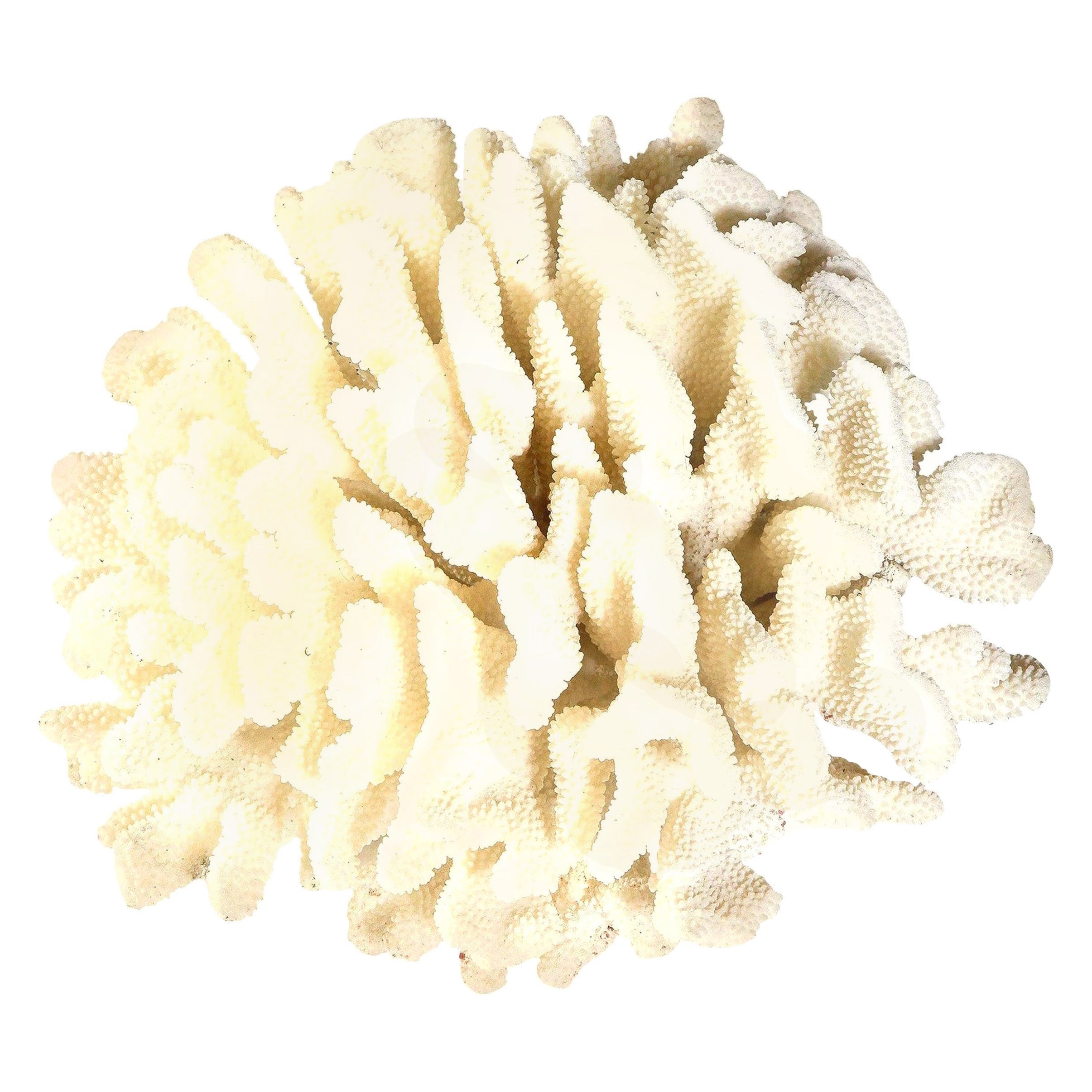 Coral, White, Very Good Condition Large Decorative Coral Large Scale, circa 1970