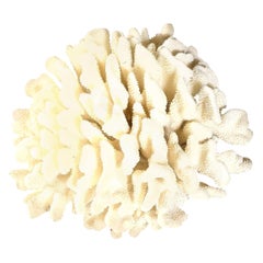 Coral, White, Very Good Condition Large Decorative Coral Large Scale, circa 1970