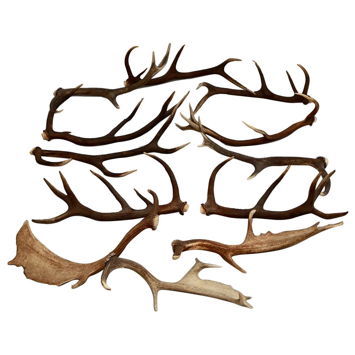 European Collection of Elk and Moose Antlers For Sale