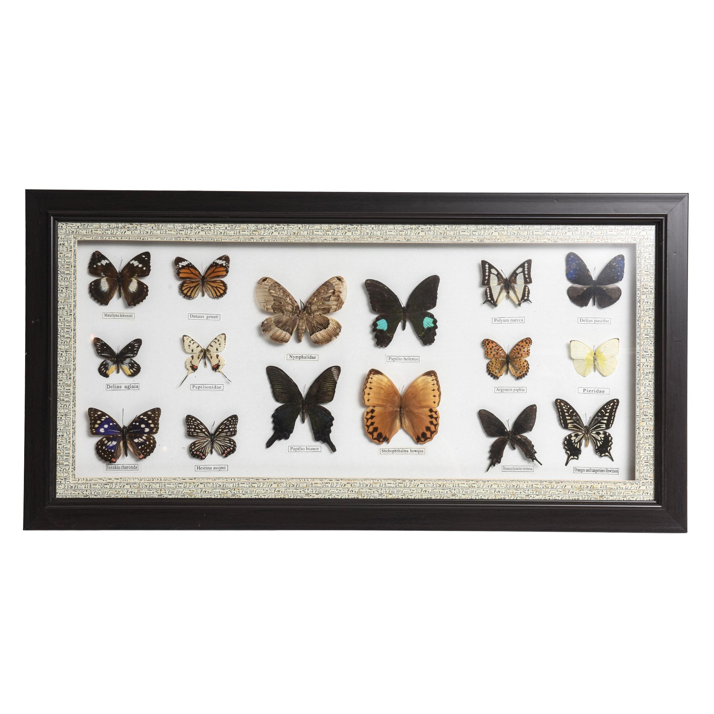 Butterfly Taxidermy Display 