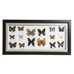 Vintage Butterfly Taxidermy Display 