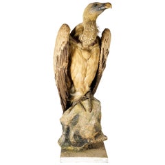 Griffon Vulture „Gyps fulvus“ auf antikem weißem Ständer