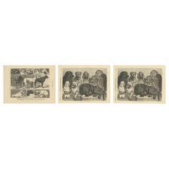 Antique Set of Three Dog Show Prints