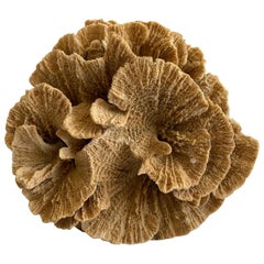 Natural Brown Coral 