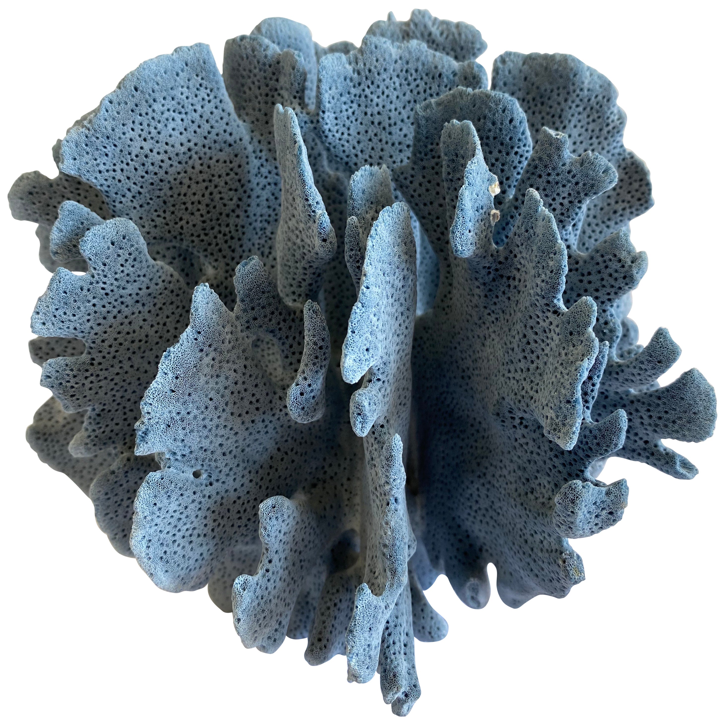 Natural Blue Coral at 1stDibs