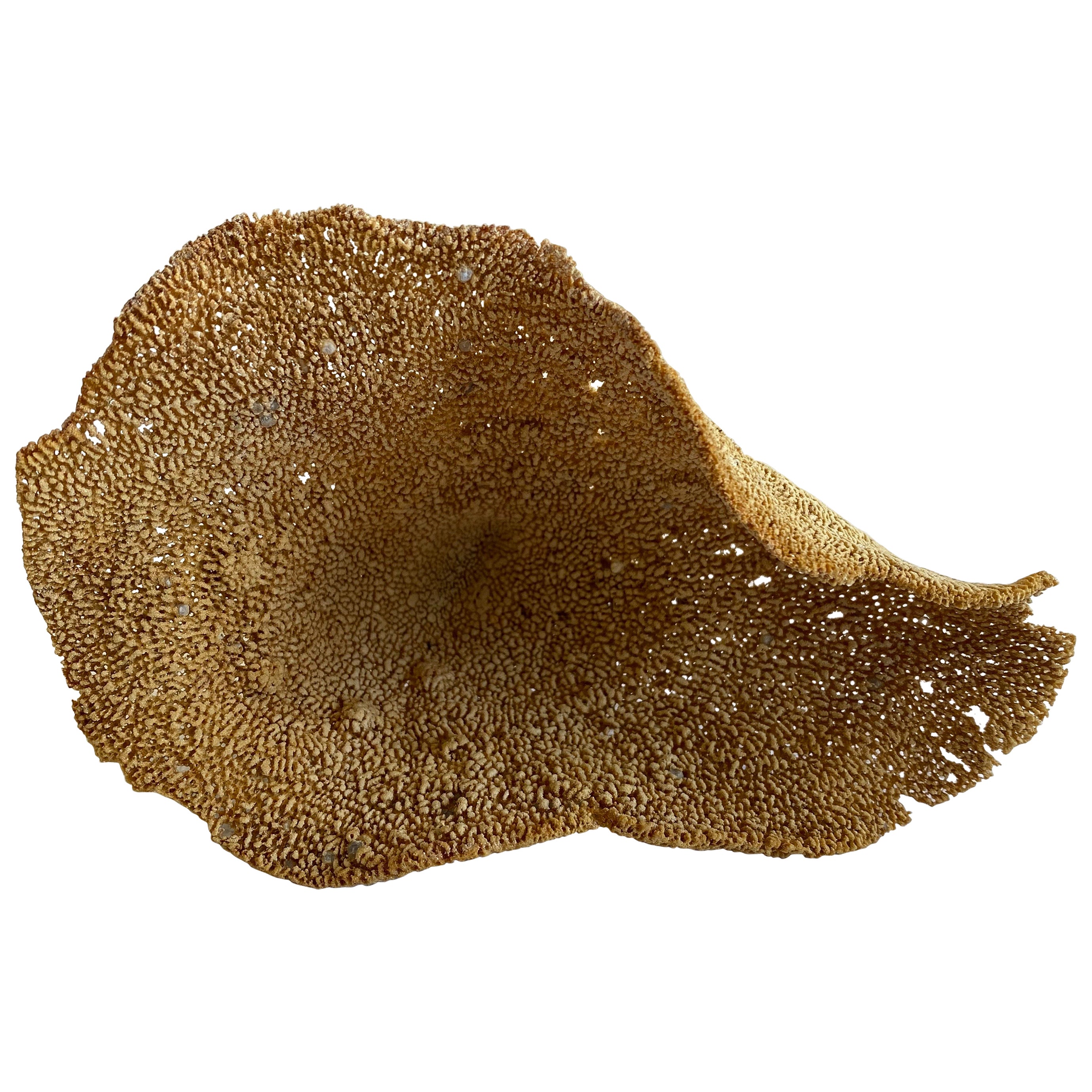 Set of 4 Assorted Natural Sea Sponges For Sale at 1stDibs