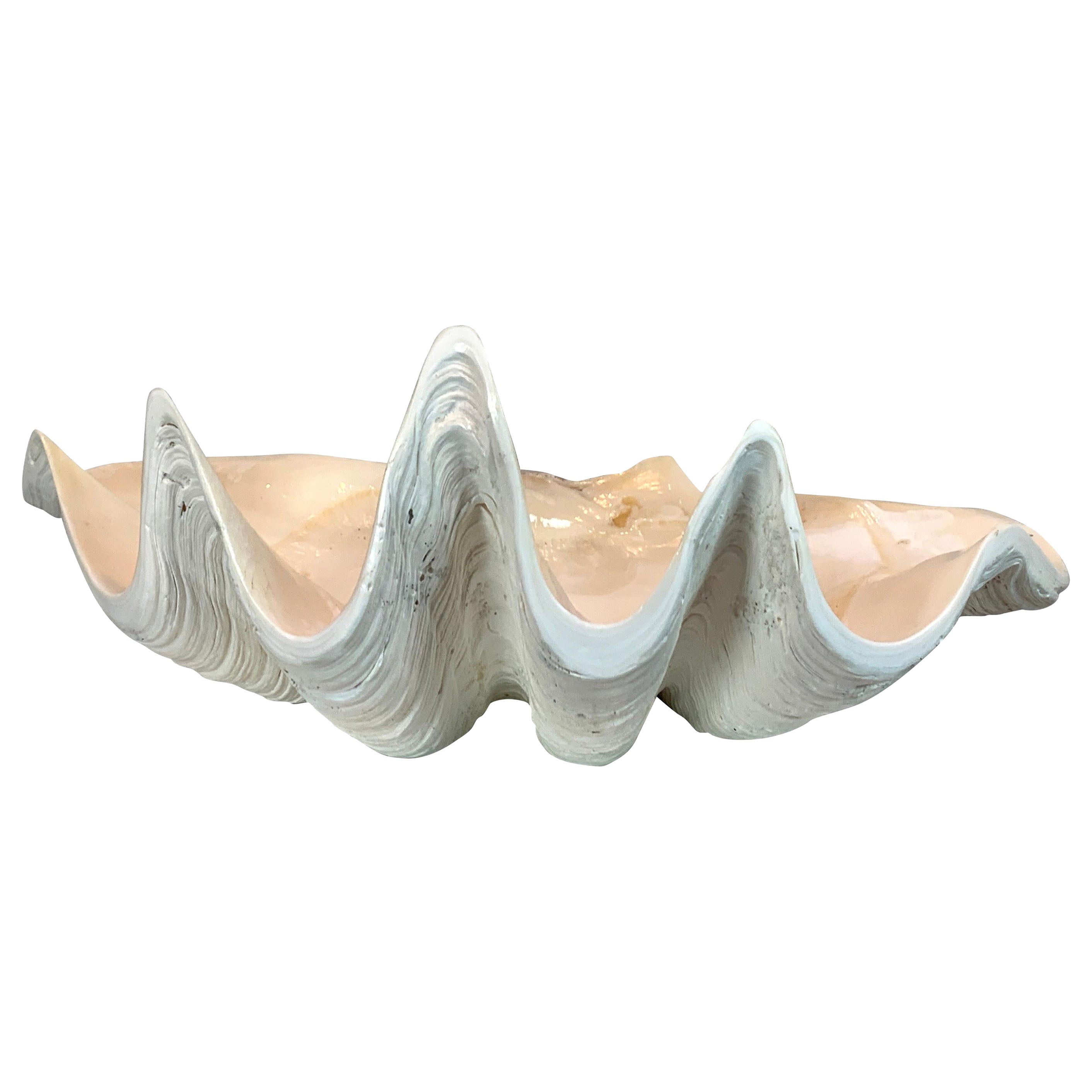 Tridacna Gigas Giant Clamshell, Polished and Sealed