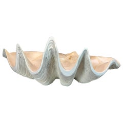 Coquillage géant Tridacna Gigas, poli et scellé