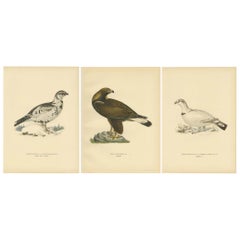 Set of 3 Antique Bird Prints by Von Wright (1927)