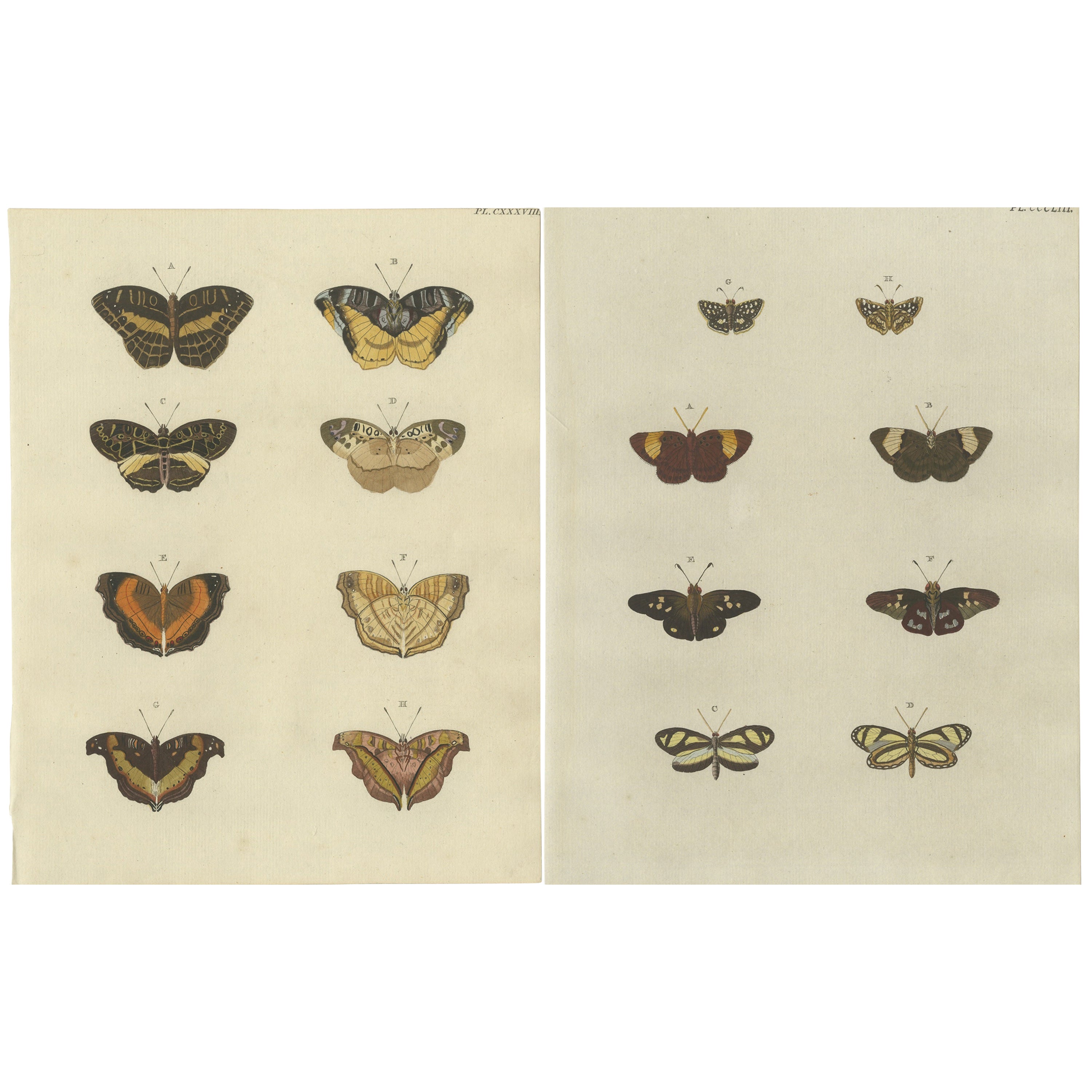 Set of 2 Antique Butterfly Prints
Pl. 138
by Cramer, Published in 1779