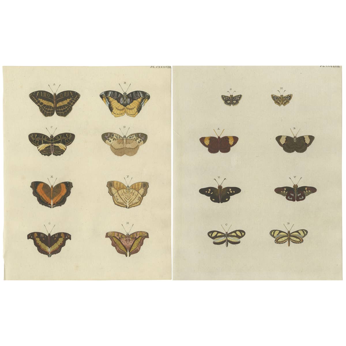 Set of 2 Antique Butterfly Prints 'Pl. 138' by Cramer, Published in 1779