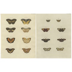 Set of 2 Antique Butterfly Prints
Pl. 138
by Cramer, Published in 1779