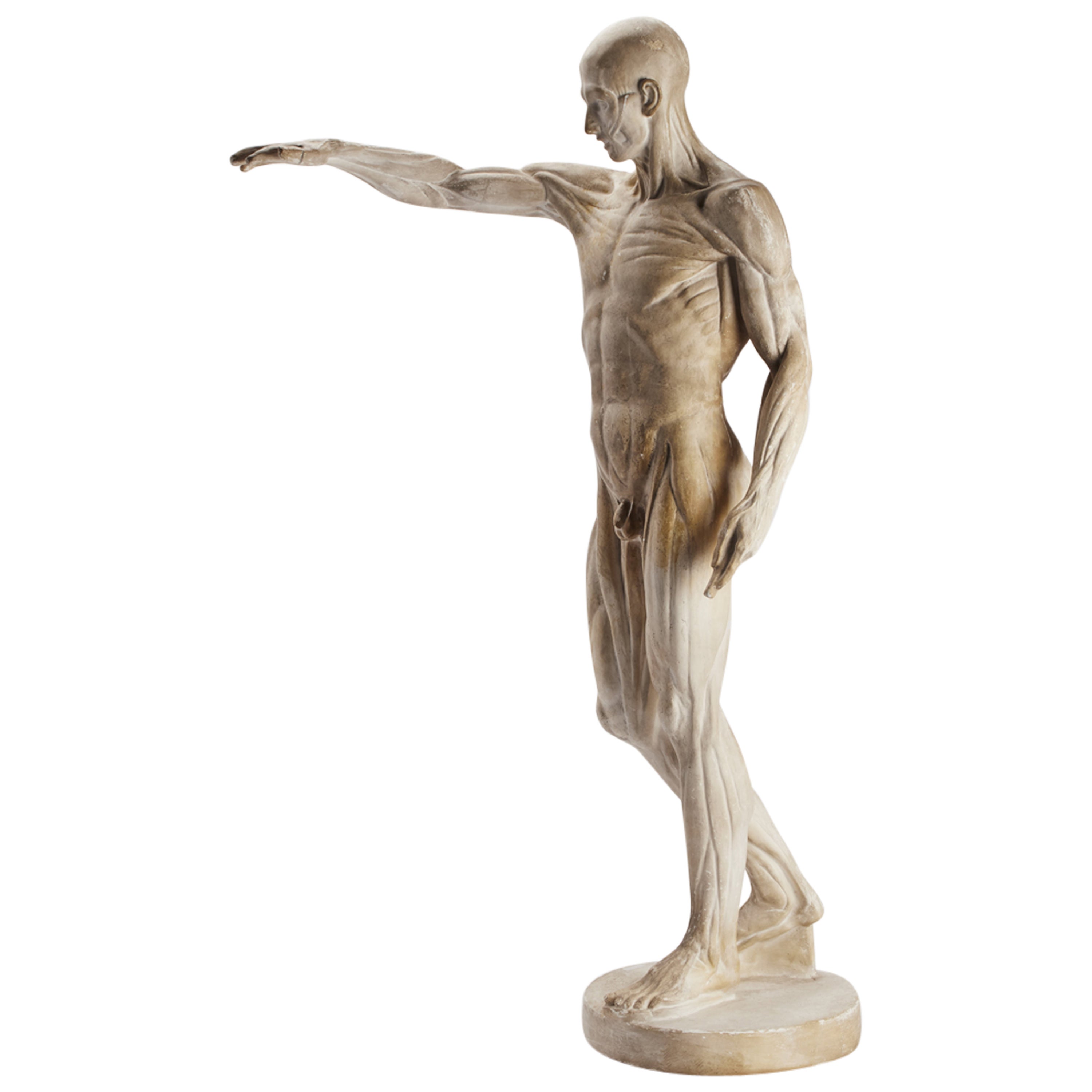 Anatomic Model for Class Depicting an External and Internal Ear For