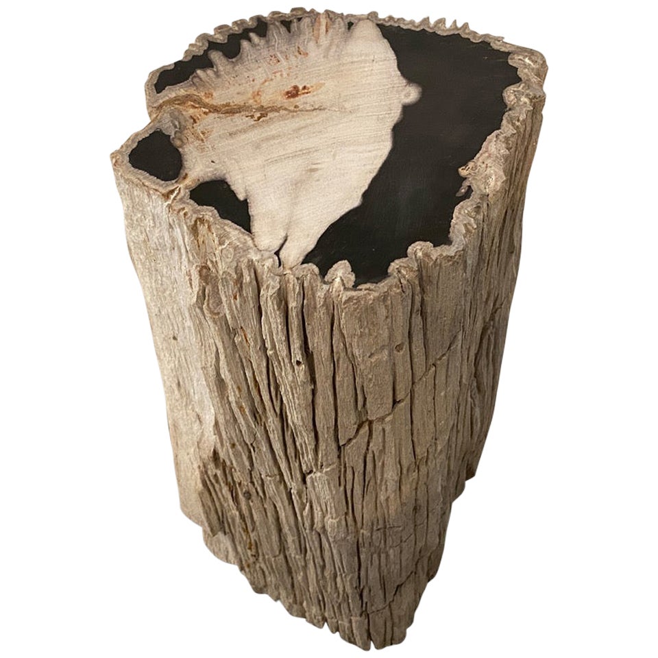 Andrianna Shamaris Impressive Grey and Black Petrified Wood Side Table
