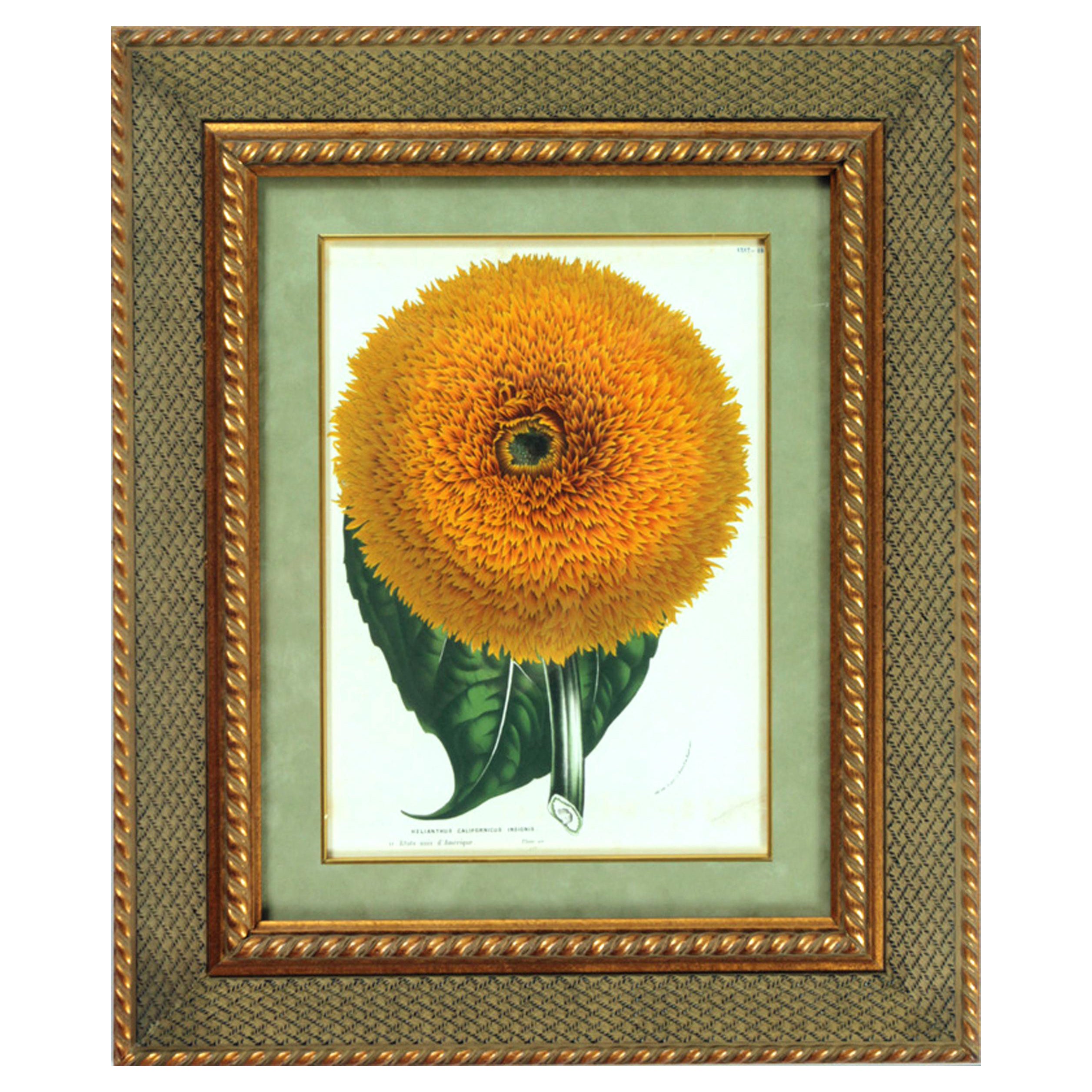 Botanical Print of The Californian Sunflower, Louis van Houtte For Sale