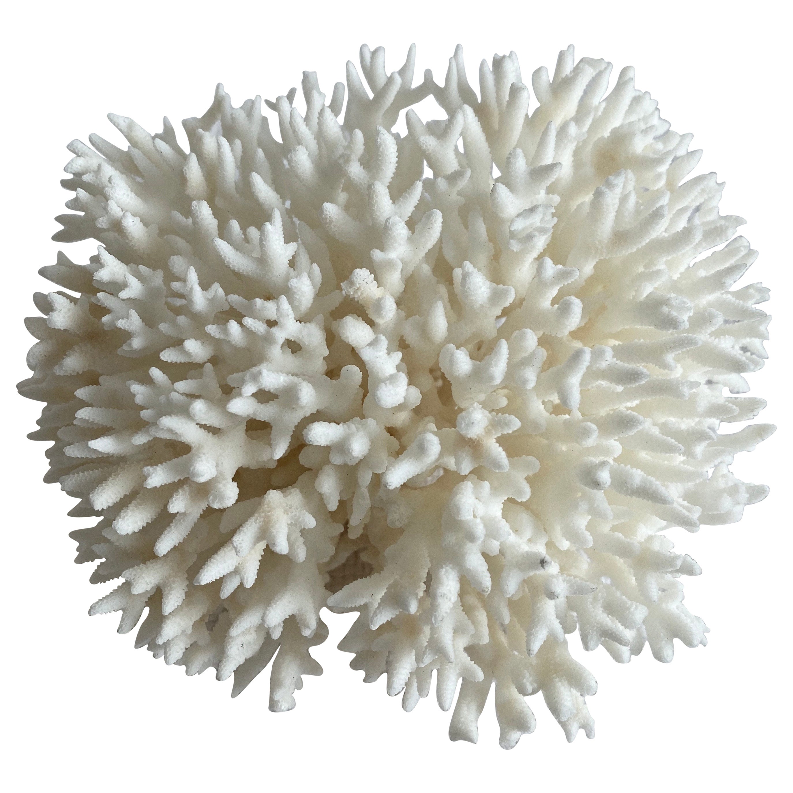 Vintage Real White Coral Specimen For Sale at 1stDibs