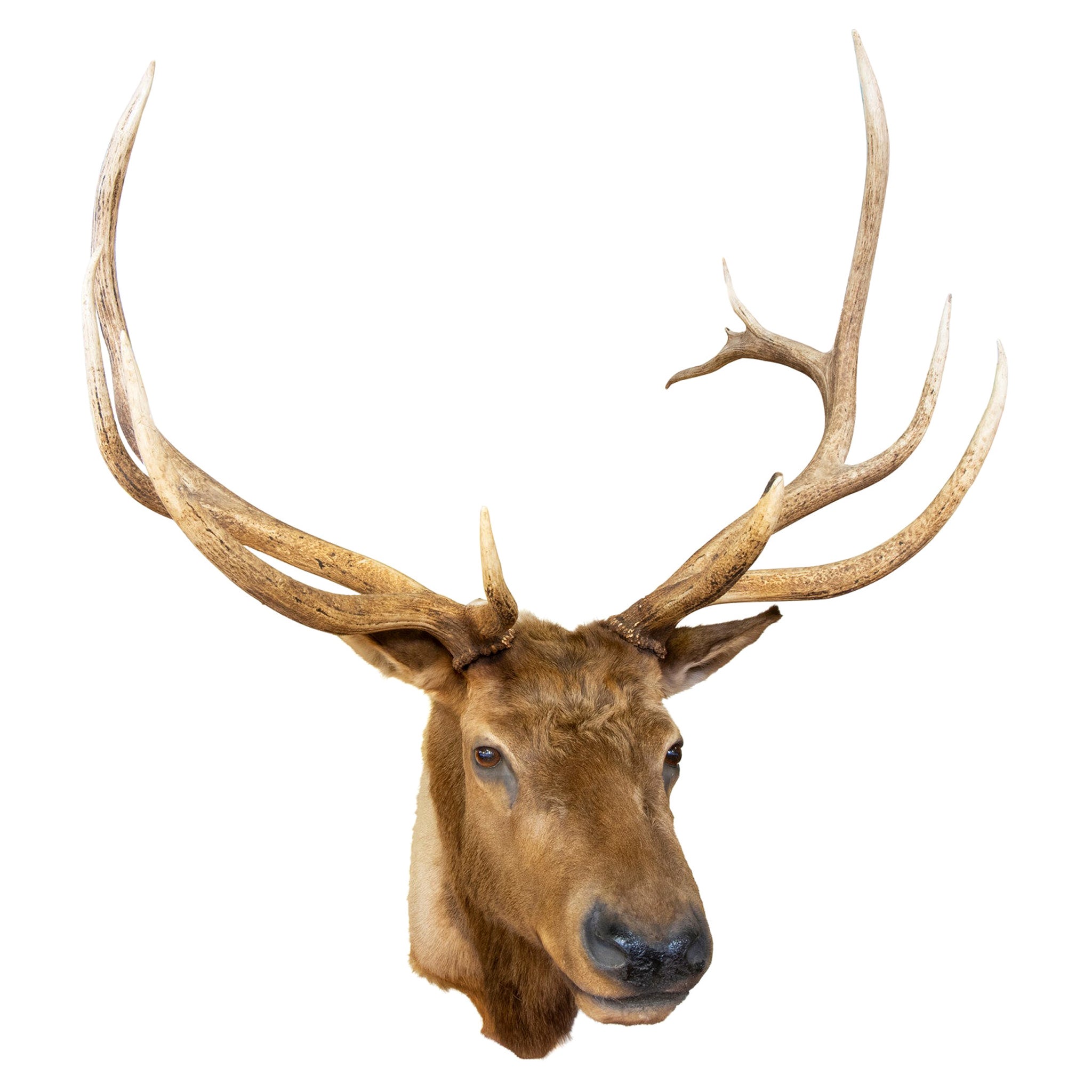 A Monumental pair of Irish Elk Antlers at 1stDibs
