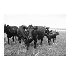 21st Century Nowata Oklahoma Cattle Ranch Print in Black and White