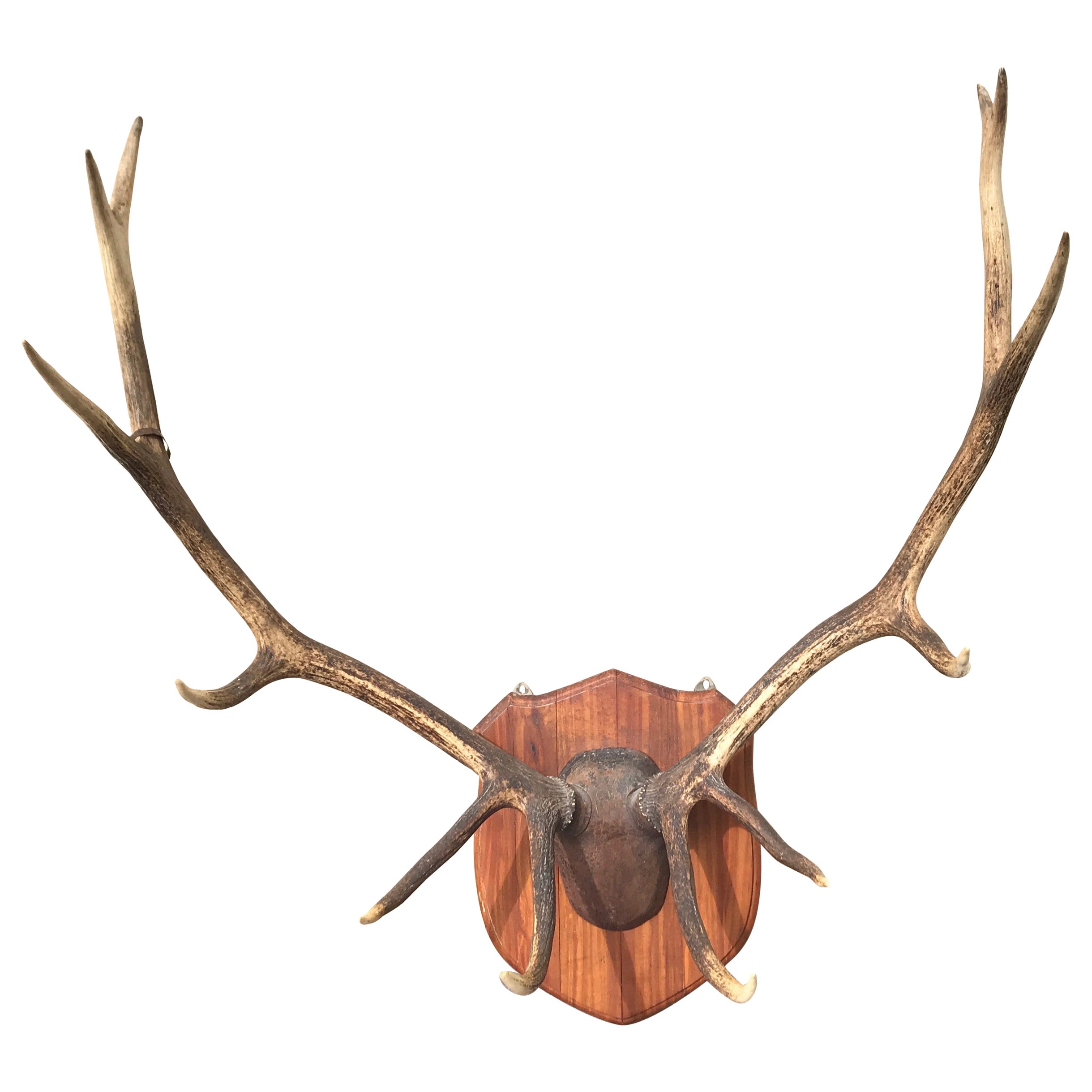 Large Pair of Antique Deer Antlers Mahogany Mounted, England, 1915 For