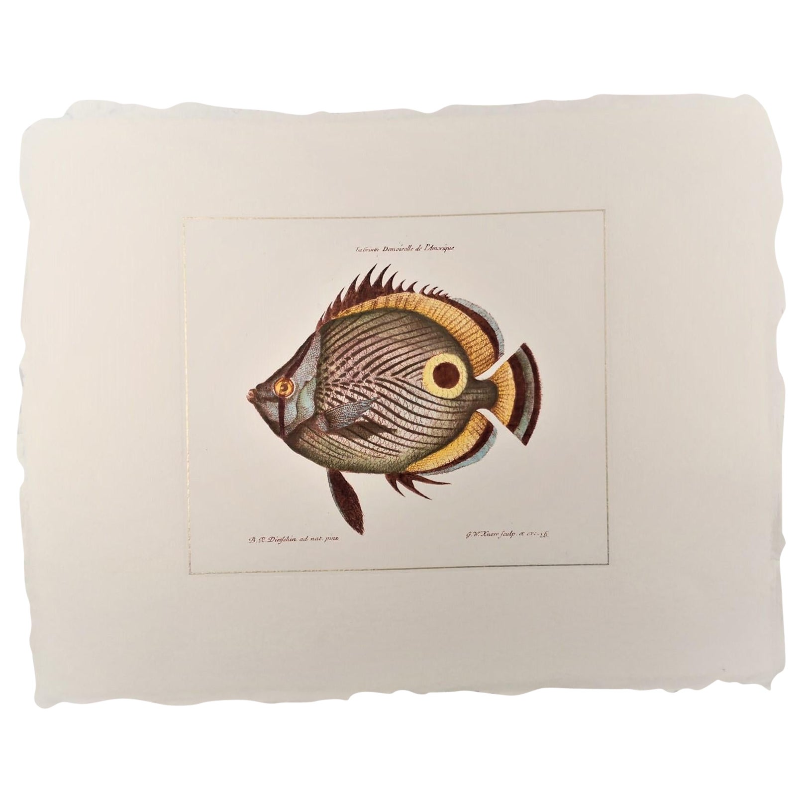 Grabado Italiano Contemporáneo Coloreado a Mano, Colección "Marina Fish" 1 de 2