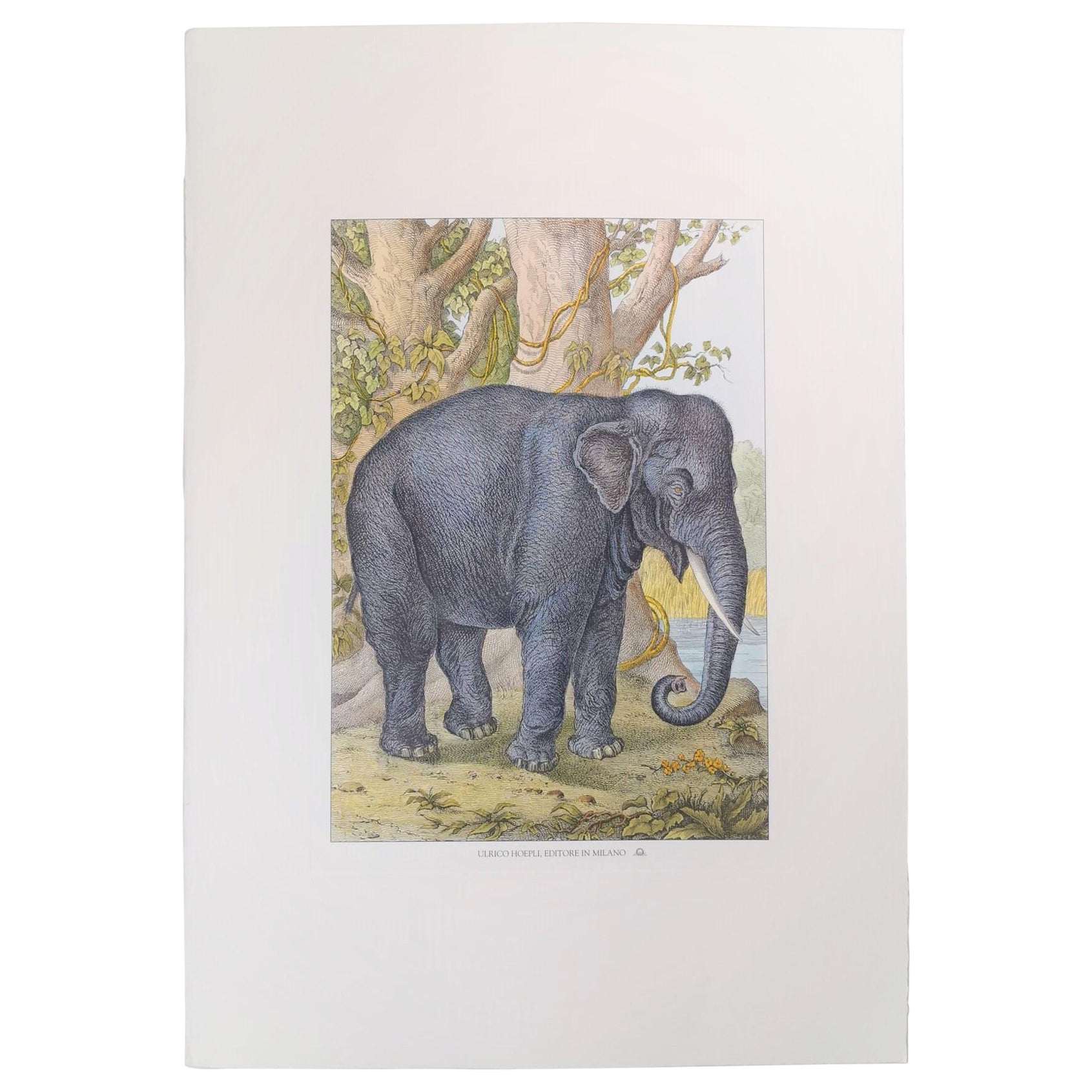 Italian Contemporary Hand Colored Faunistic Print Representing "Elephant" For Sale