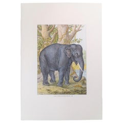 Italian Contemporary Hand Colored Faunistic Print Representing "Elephant"