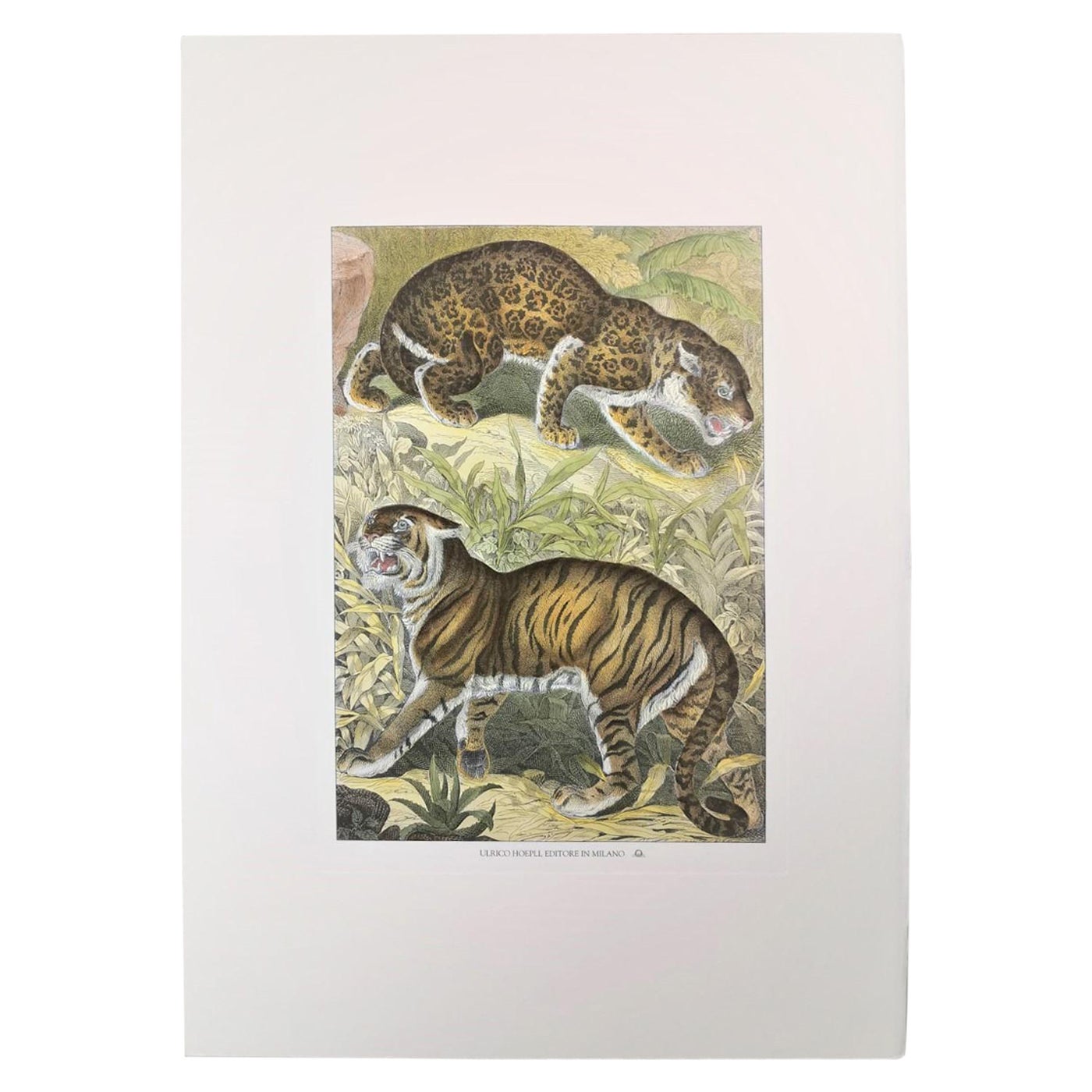 Italian Contemporary Hand Colored Faunistic Print Representing Tiger and Jaguar For Sale