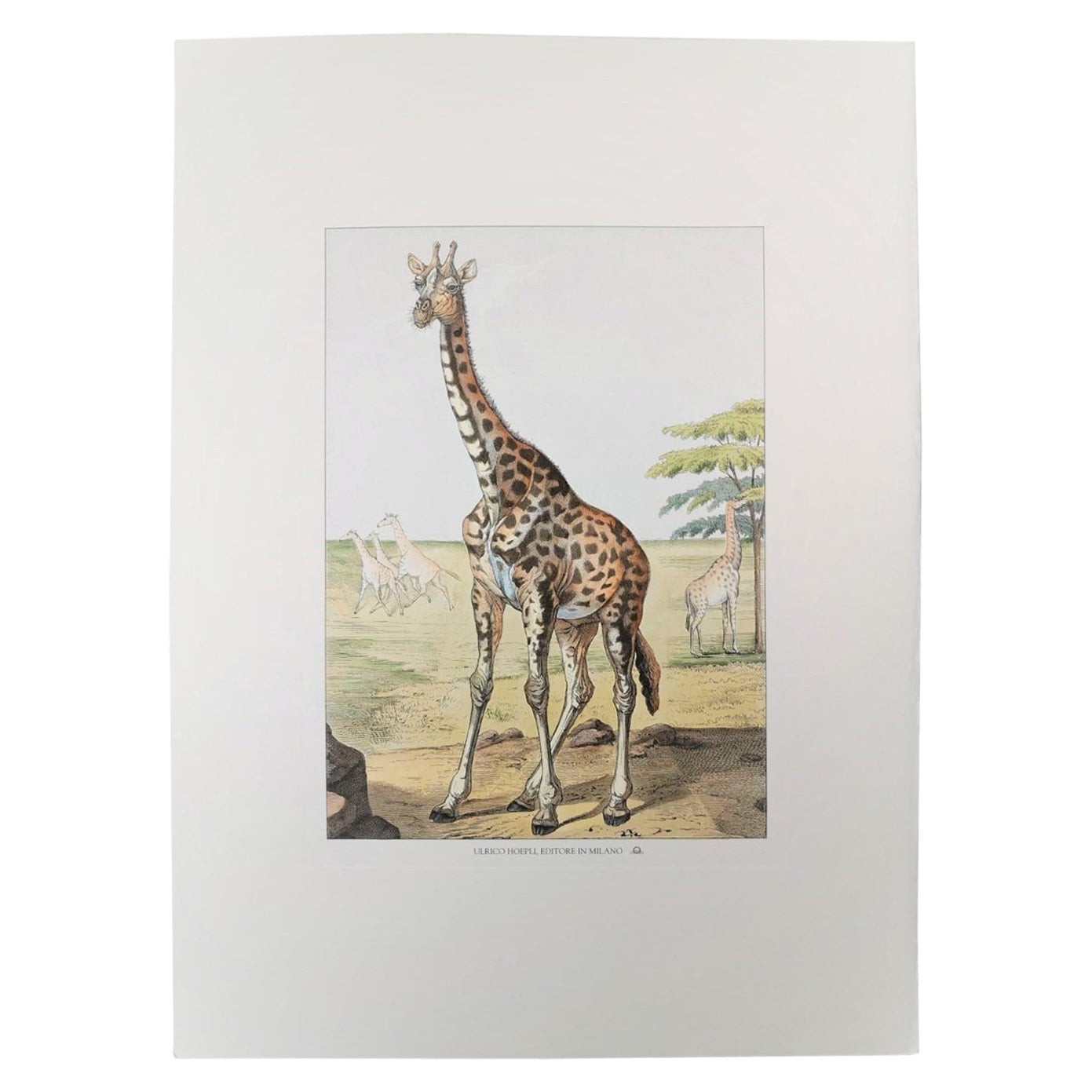 Italienischer zeitgenössischer handkolorierter Faunistischer Druck, der „Giraffe“ darstellt