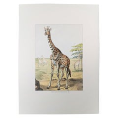 Italian Contemporary Hand Colored Faunistic Print Representing "Giraffe"