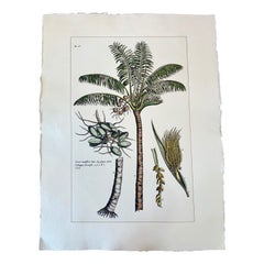Italian Contemporary Hand Painted Botanical Print Set of 2, Coconut Plant