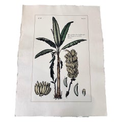 Italian Contemporary Hand Painted Botanical Print Set of 2, Banana Plant