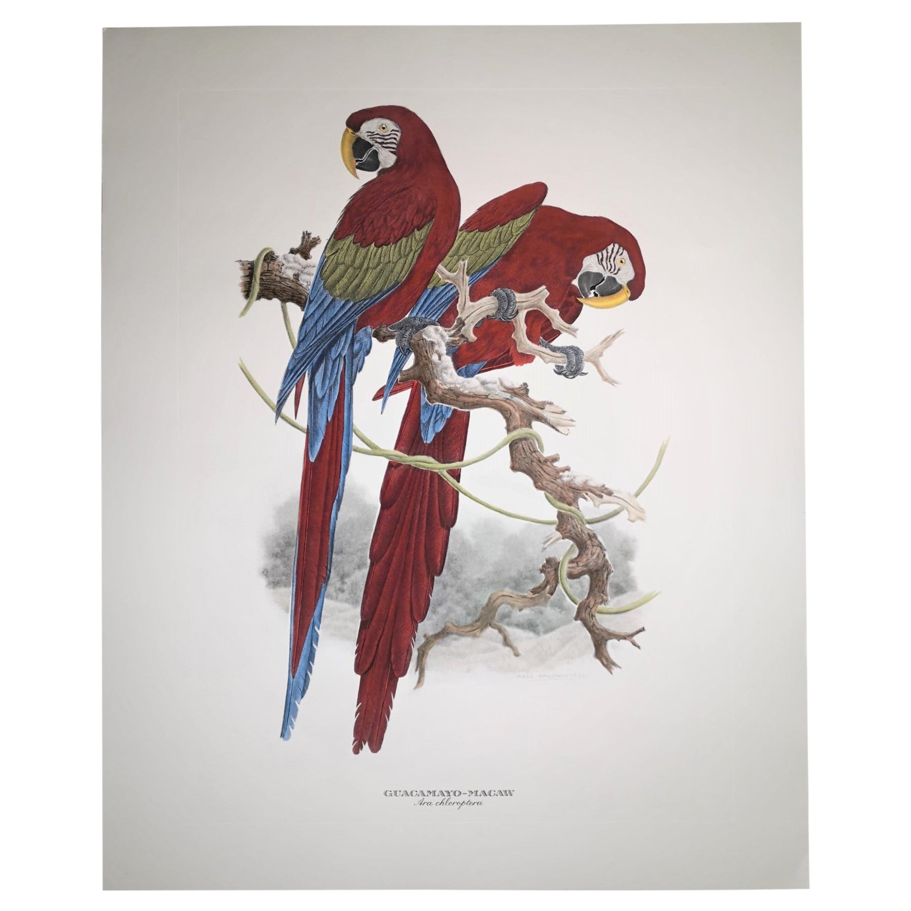 Italian Contemporary Hand Colored Print Axel Amuchastegui "Parrots"  Red Tones For Sale