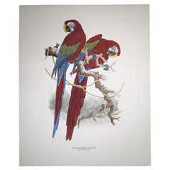 Zeitgenössischer italienischer handkolorierter Druck Axel Amuchastegui „ Papageien“  Rote Töne