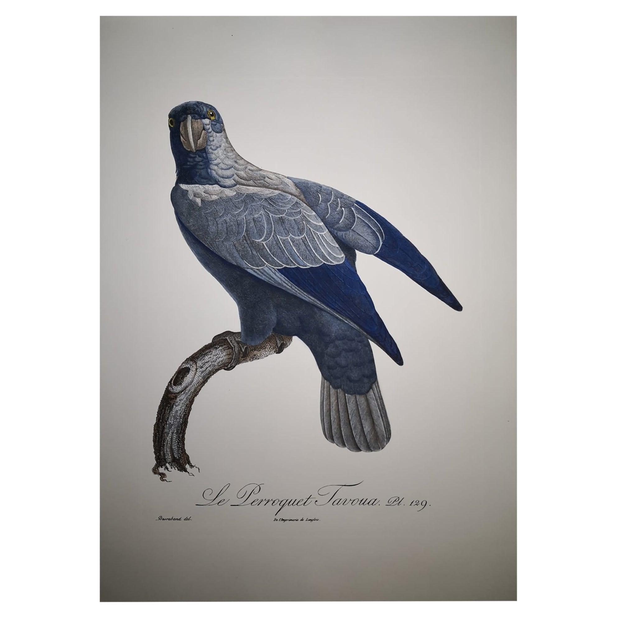 Stampa italiana contemporanea colorata a mano della collezione "Le Parroquet".
