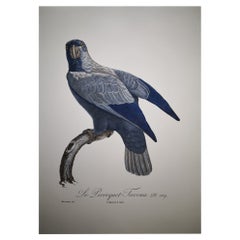 Antique Italian Contemporary Hand Colored Print from the Collection "Le Parroquet"