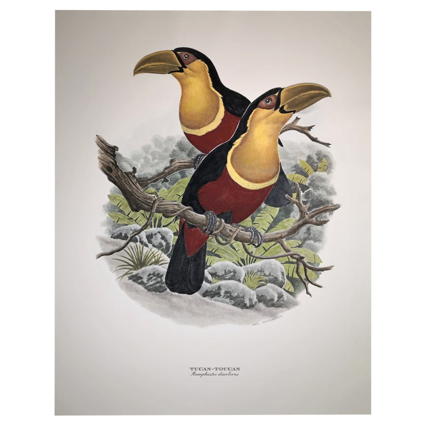 Italian Contemporary Hand Colored Print Axel Amuchastegui "Tucan" Red Tones For Sale