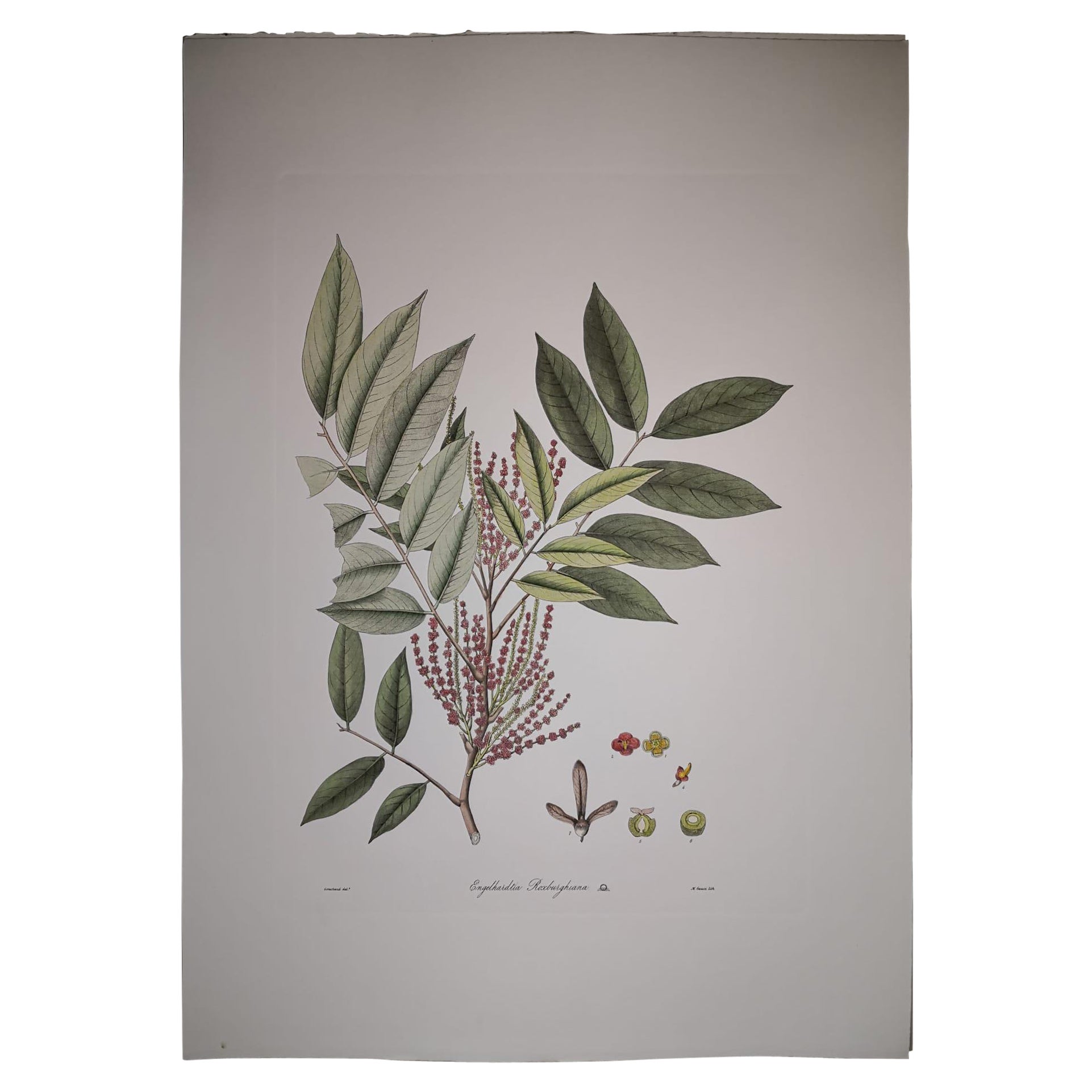 Italian Contemporary Hand Painted Botanical Print Repr Engelhardtia Roxburghiana For Sale
