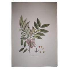 Italian Contemporary Hand Painted Botanical Print Repr Engelhardtia Roxburghiana