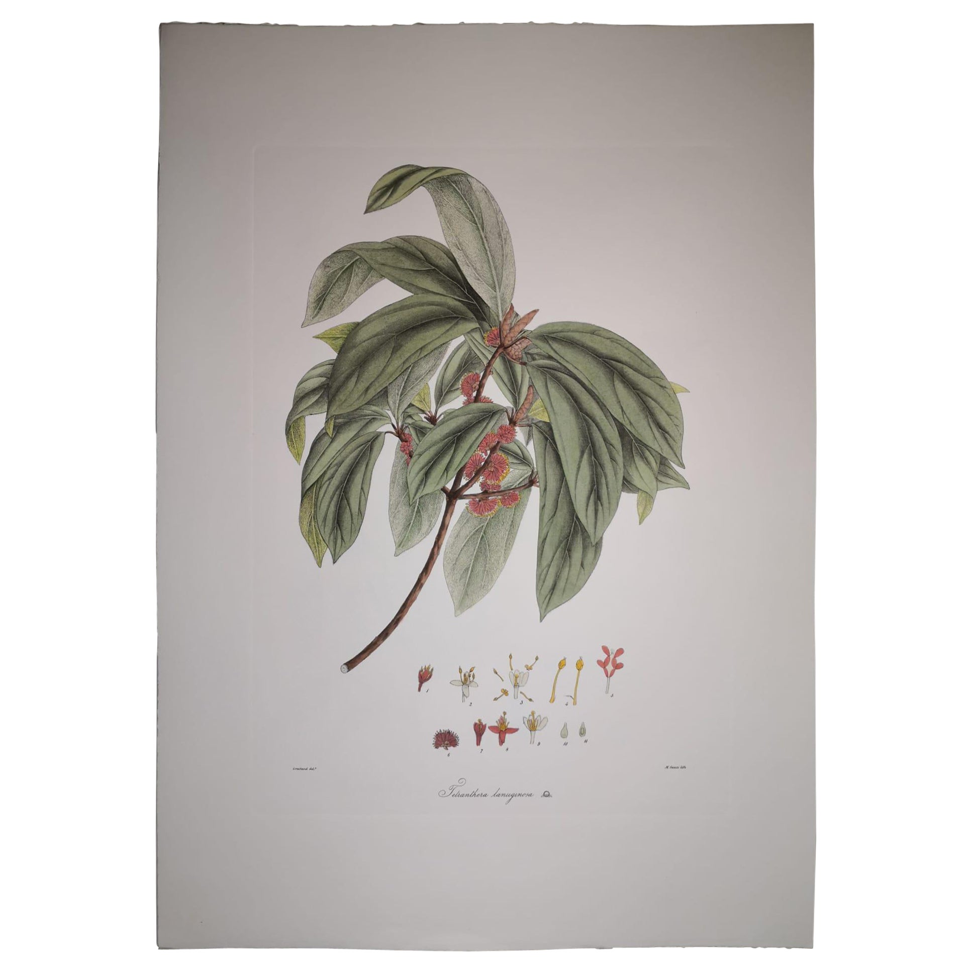 Estampa Botánica Contemporánea Italiana Pintada a Mano Representación Tetrantera Lanuginos