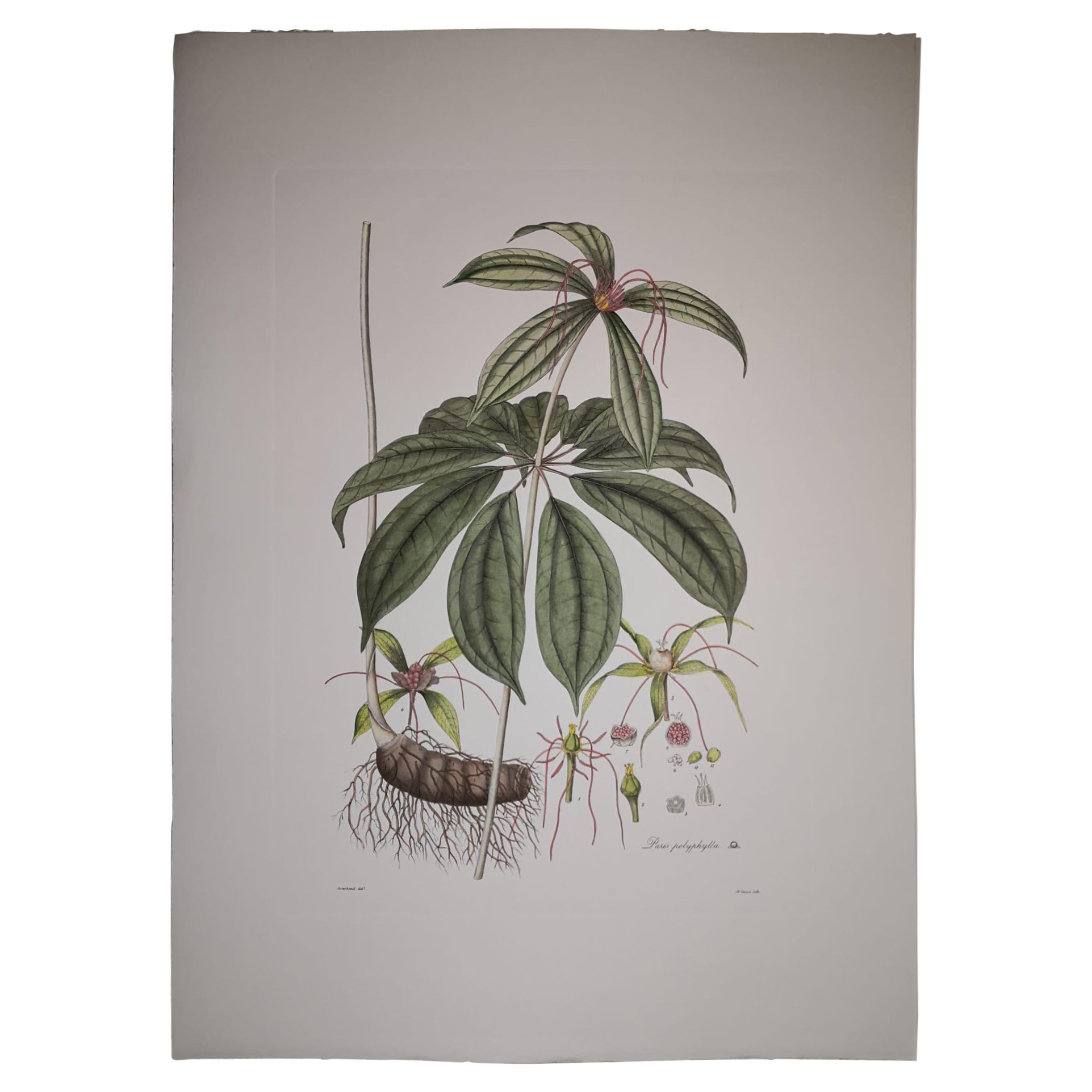 Italienischer zeitgenössischer handbemalter botanischer Druck, der die Pariser Polyphylla darstellt im Angebot