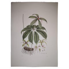 Italian Contemporary Hand Painted Botanical Print Representing Paris Polyphylla